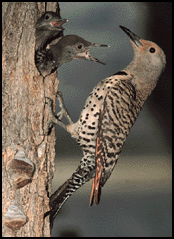 Woodpecker family