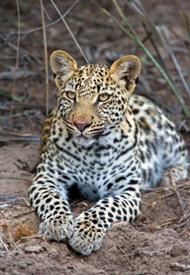 African Tree Leopard